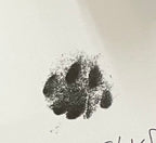 Dustys Paw print (🐾 pawtograph)